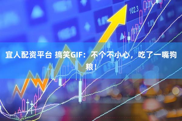 宜人配资平台 搞笑GIF：不个不小心，吃了一嘴狗粮！